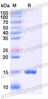 Валидация SDS-PAGE - AntibodySystem RHJ60601