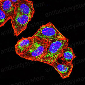 Валидация IF - AntibodySystem RHA21801