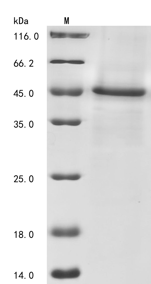 SDS-PAGE