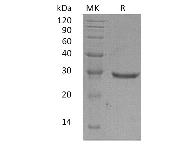 Валидация Elabscience PKSH033396(3725)