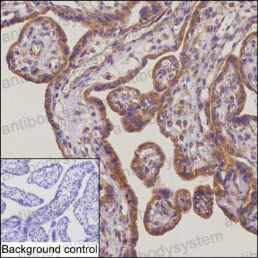 Валидация AntibodySystem RHA15301