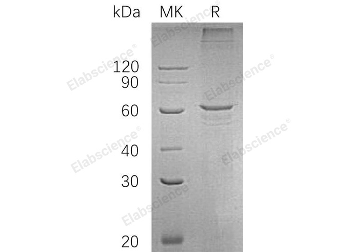 Валидация Elabscience PKSH033066(3436)