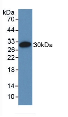 55781