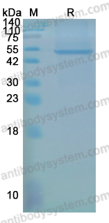 YMF23902, SDS-PAGE