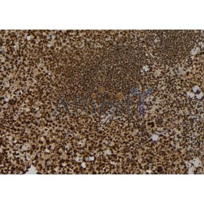 Валидация Affinity DF2573 - 13248