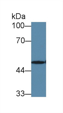12751