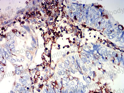 Валидация AntibodySystem RHE61902