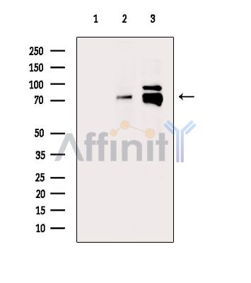 Валидация Affinity DF15596 - 12017