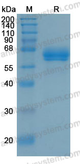 Валидация AntibodySystem AHE19601