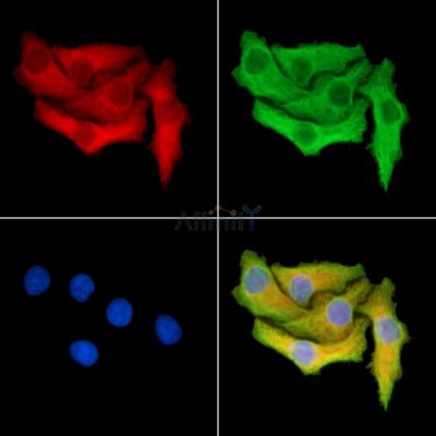 Валидация Affinity DF14165 - 9977