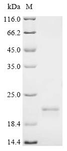 SDS-PAGE