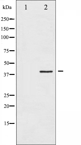 Валидация Affinity AF6481 - 3808
