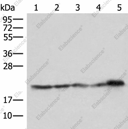 Вестерн-блоттинг, ATP5PD, клетки HeLa, HepG2, Jurkat, PC3 и ткань почки мыши
