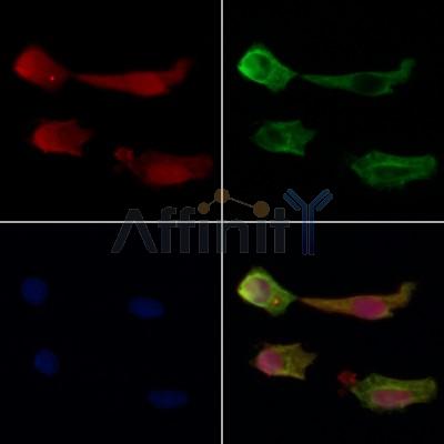 Валидация Affinity DF6115 - 17334