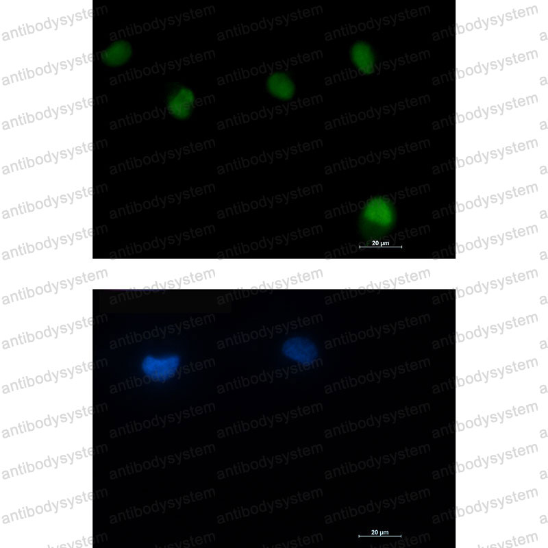 Валидация IF - AntibodySystem RHG48102