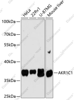 Вестерн-блоттинг, AKR1C1, различные клеточные линии
