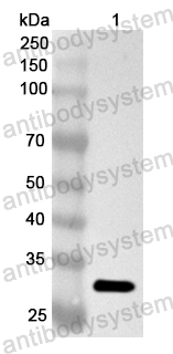 Валидация AntibodySystem PHA60601