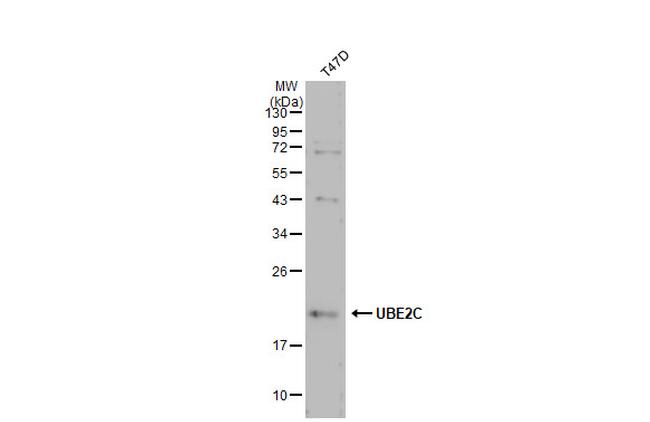 Валидация AssayVector ARM2462(4381)