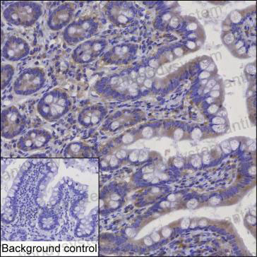 Валидация AntibodySystem RHP00801