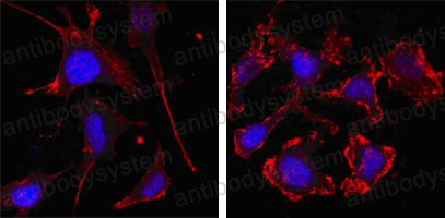 Валидация IF - AntibodySystem RHF37503