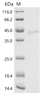 SDS-PAGE