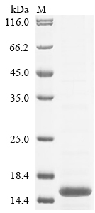 SDS-PAGE
