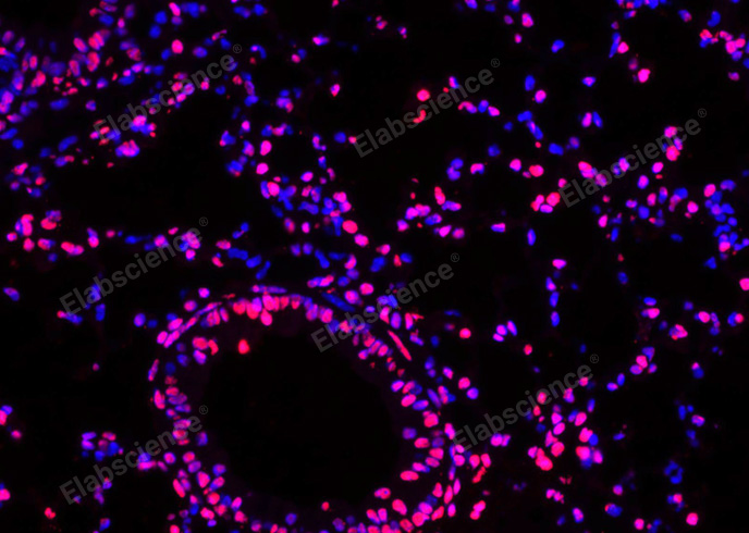 Валидация Elabscience E-CK-A322 - 97