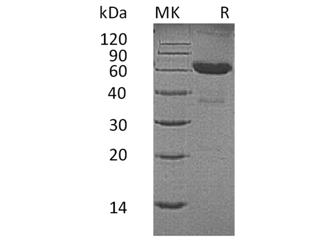 Валидация Elabscience PKSH033512(3816)