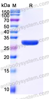 EHP12701, SDS-PAGE