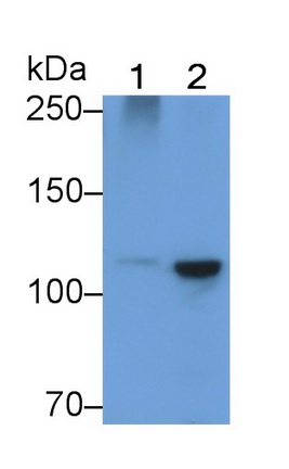 20612