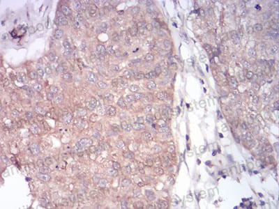 Валидация AntibodySystem RHD32603