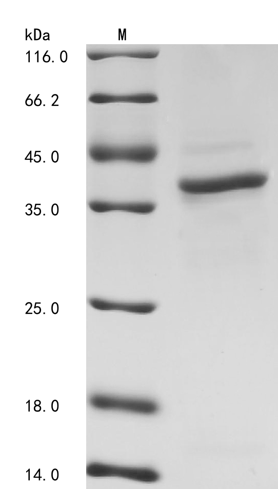SDS-PAGE