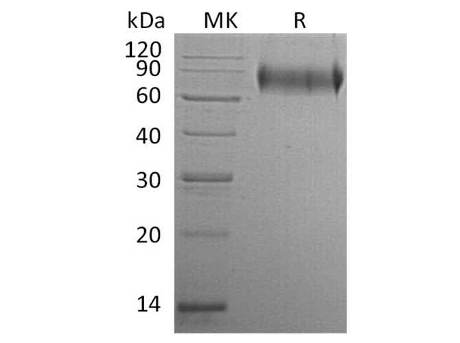 Валидация Elabscience PKSH032403(2884)