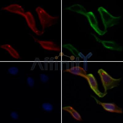 Валидация Affinity DF9254 - 21687