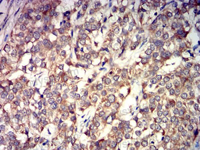 Валидация AntibodySystem RHH24202