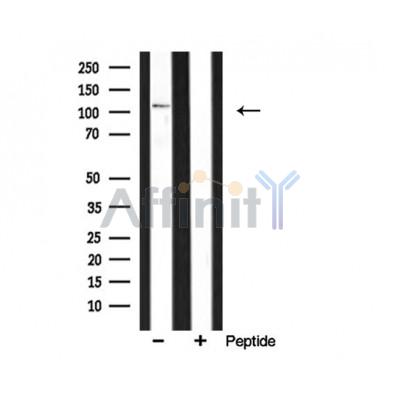 Валидация Affinity AF5262 - 2773