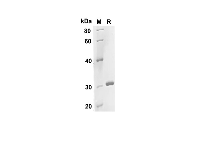 Валидация Elabscience PDEH100573(85)