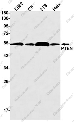 Вестерн-блоттинг, PTEN, клетки K562, C6, 3T3, HeLa