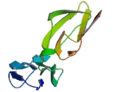 Complement Receptor 2 (CR2)