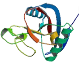 C-Type Lectin Domain Family 3, Member B (CLEC3B) C-Type Lectin Domain Family 3, Member B (CLEC3B)