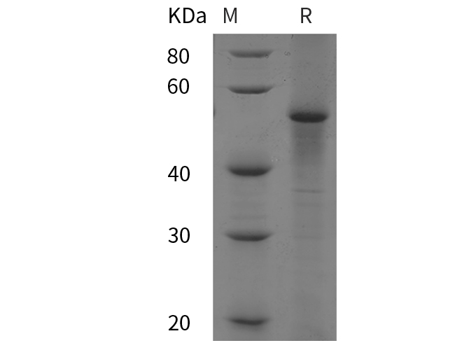 Валидация Elabscience PDEB100008(4)