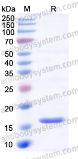 EHF59001, SDS-PAGE
