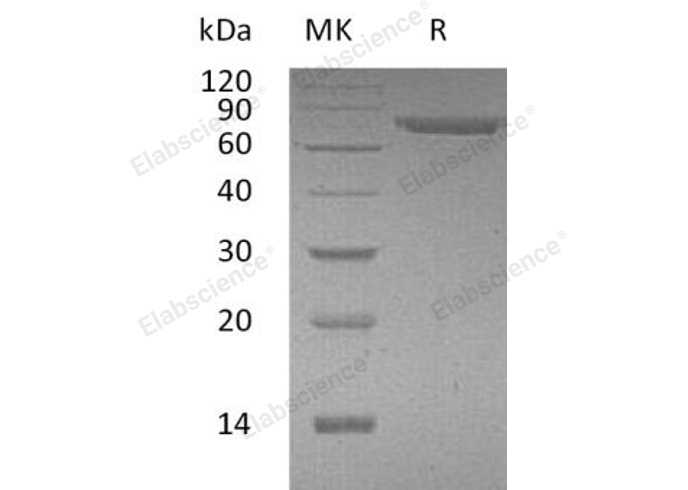 Валидация Elabscience PKSH032581(3031)