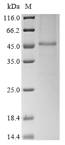 SDS-PAGE
