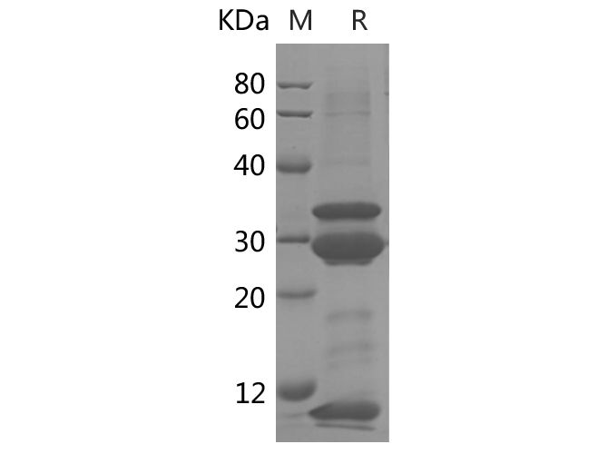 Валидация Elabscience PDEH100775(219)
