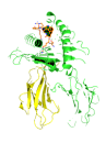 Leukocyte Antigen B27 (HLA-B27) Leukocyte Antigen B27 (HLA-B27)