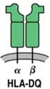 Human Leukocyte Antigen DQ
