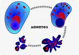 Семейство каспаз и клеточный апоптоз