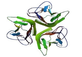 Обнаружение CD40L и CD40