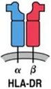 Human Leukocyte Antigen DR